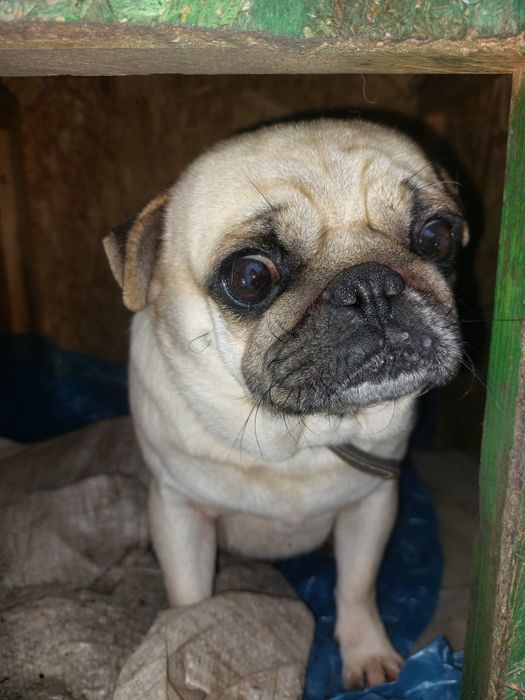 Donez caine rasa mops