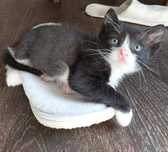 Котёнок мальчик 1 месяц