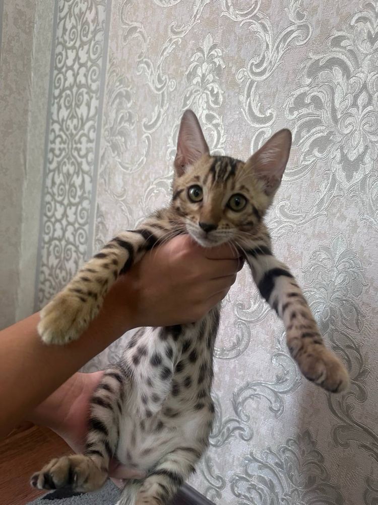 Котята бенгальские