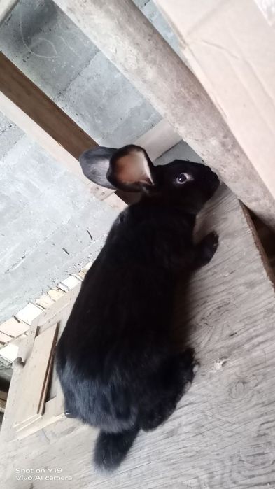 Quyon va joja xoroz gowtlari sotiladi