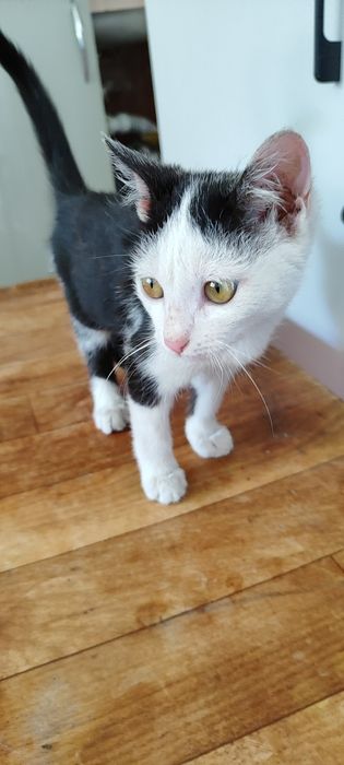 Отдам котёнка. Сами привезём