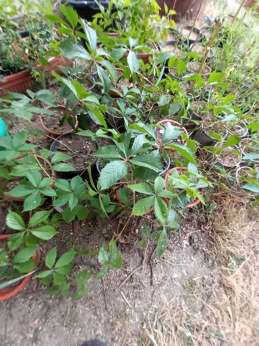 Vând vita canadiana la ghiveci și puieți de tei arginti la balot