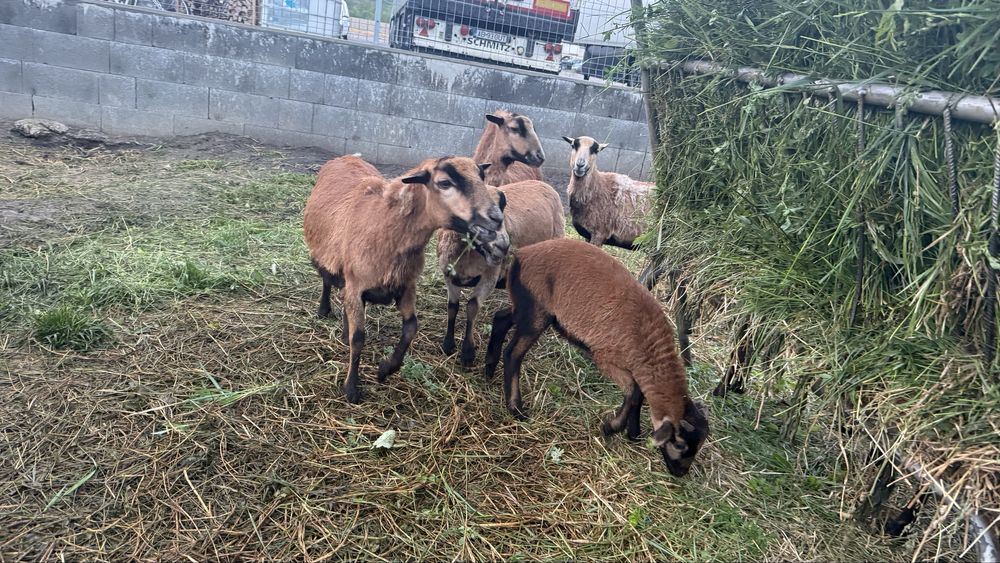 Berbec si mieluțe camerunez de vânzare