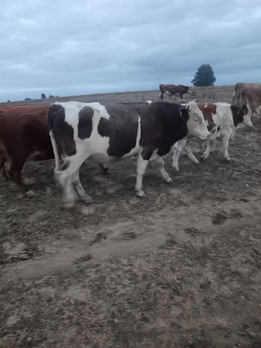 Продам быков 1,5 и подсос