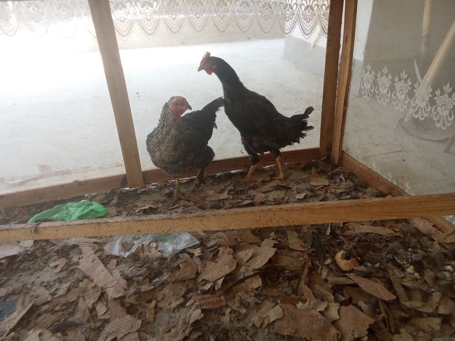Tovuqlar sotiladi