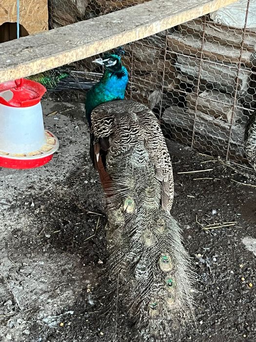 Vand Păun vârstă doi ani.