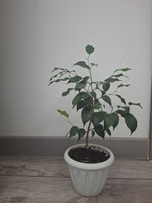 Фикус бенджамина