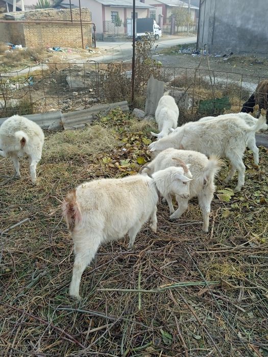 Козочки зааненской молочной породы