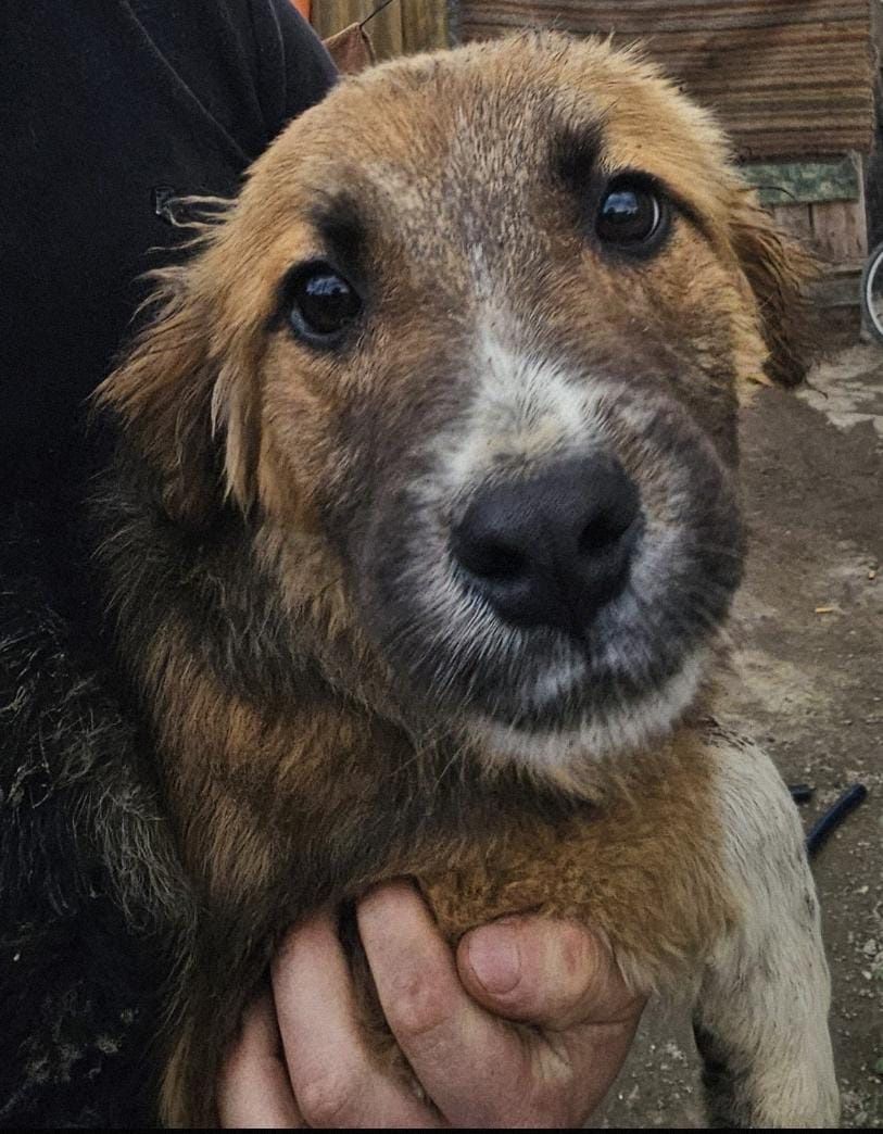 Spre adopție 5 cățeluși