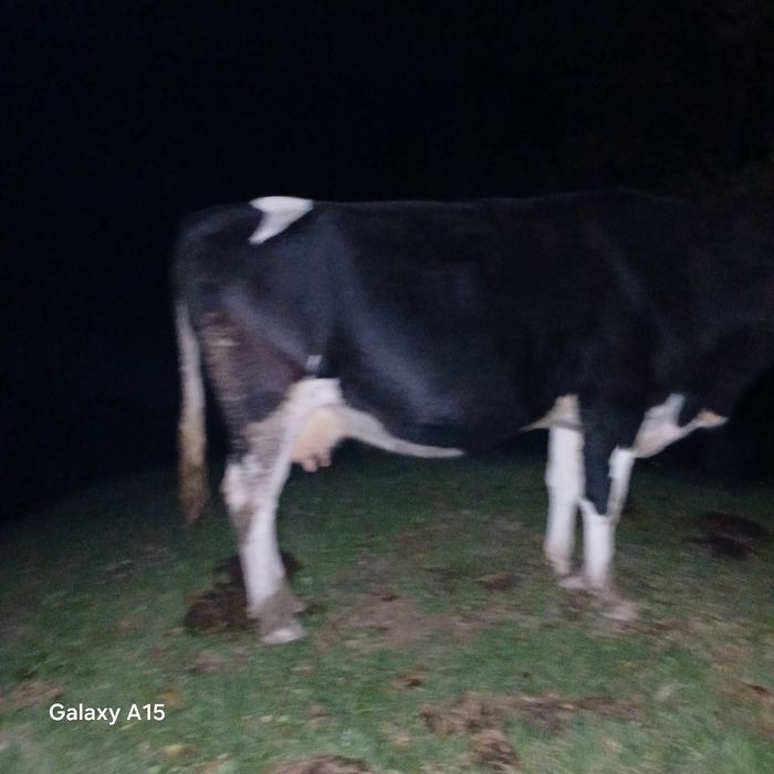 Vand vaca buna de lapte