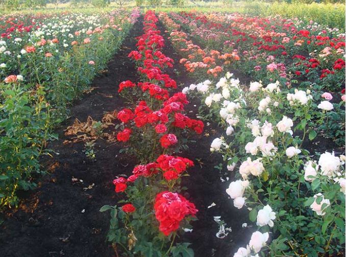 Саженцы чайно-гибридной розы дают огромное количество крупных цветов