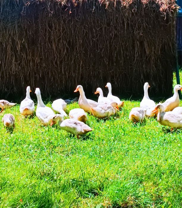 De vanzare Curcani de carne si Rațe de carne