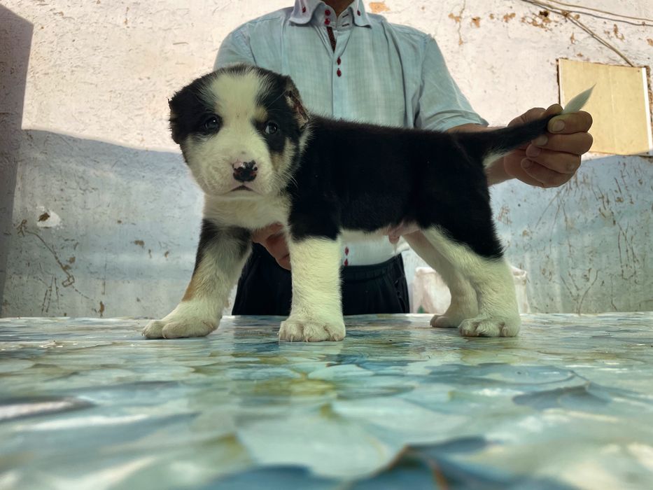 Щенок алабая ( мальчик )