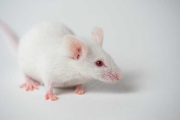Мышь белая лабораторная