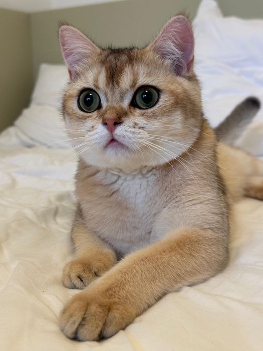 Baietel british shorthair chinchilla gold !