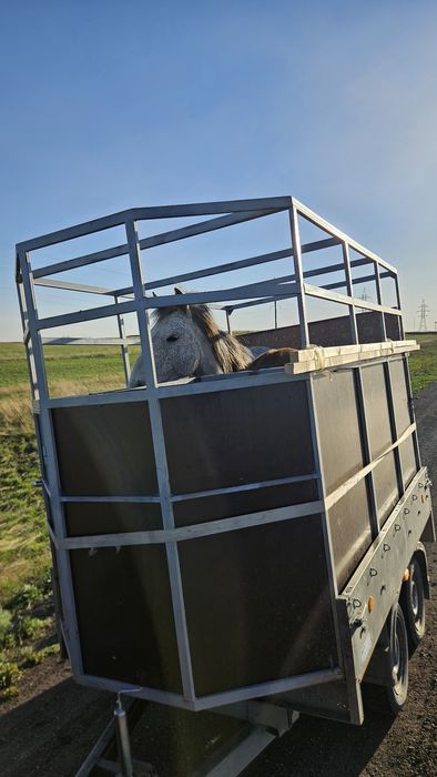Коневозка размер 1.5х2.5 бағасы келісім, ұзақ мерзімге күнделікті алу