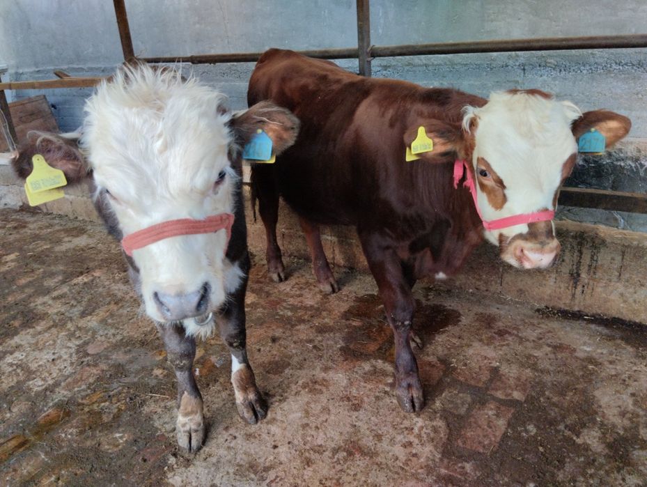 Assalom alekum 2 ta grefort buqalar sotiladi