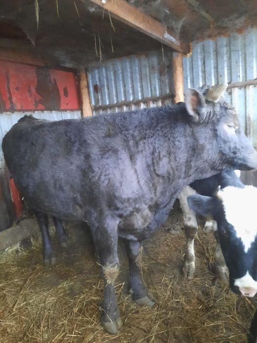 Продам     быка.