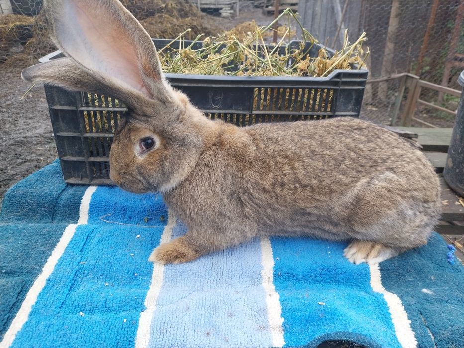 De vânzare iepurii ,