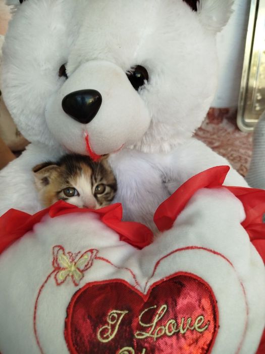 Пародали мушук болари