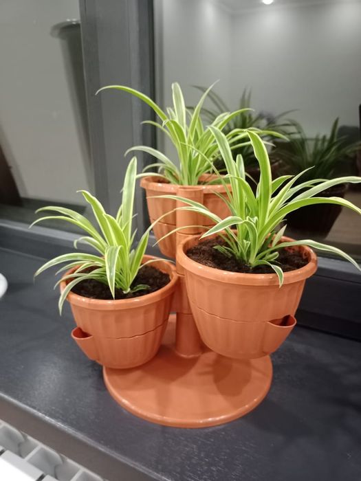 Комнатные цветы продаю