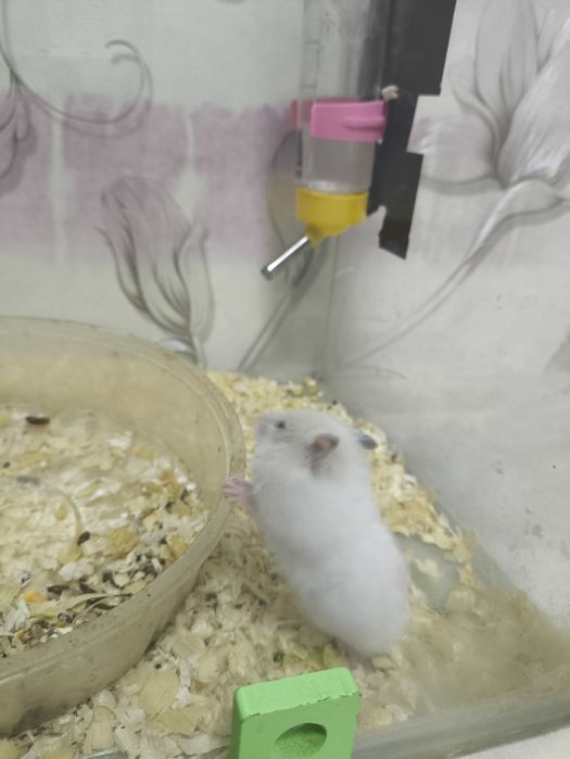 Хомяки 1 и 11 месячные чистые и здоровь от 25000 до 40000е