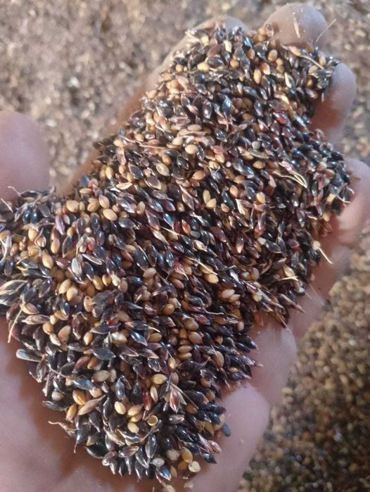 суданка семена продам