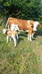 Vaca baltatata a 3 fatare