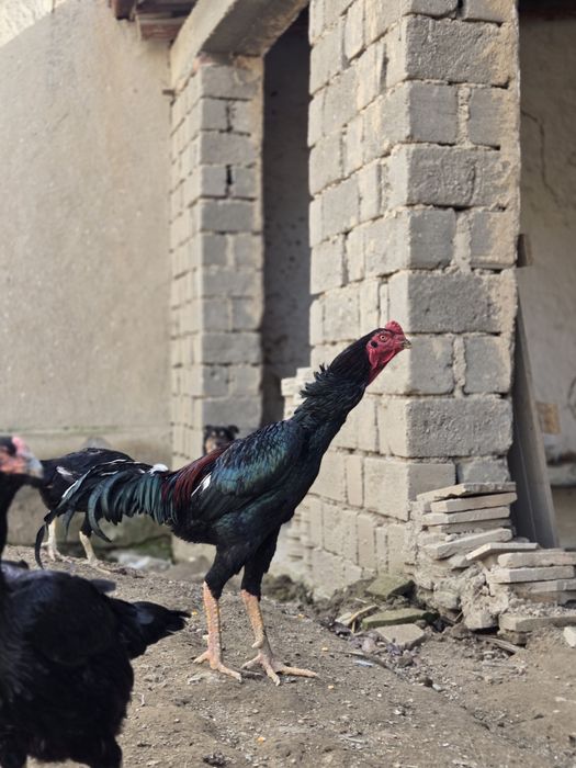 Зотли хуроз, товукларни, тухуми сотилади