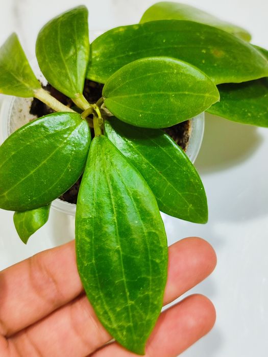 Хойя Глабра         .