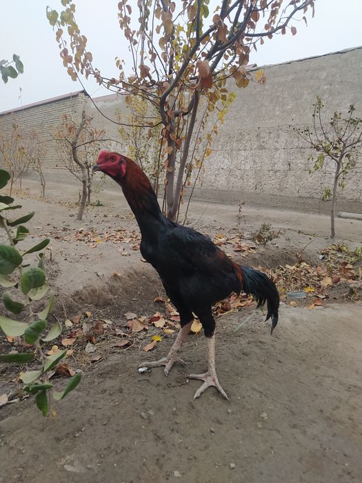 Dakang horoz sotladi