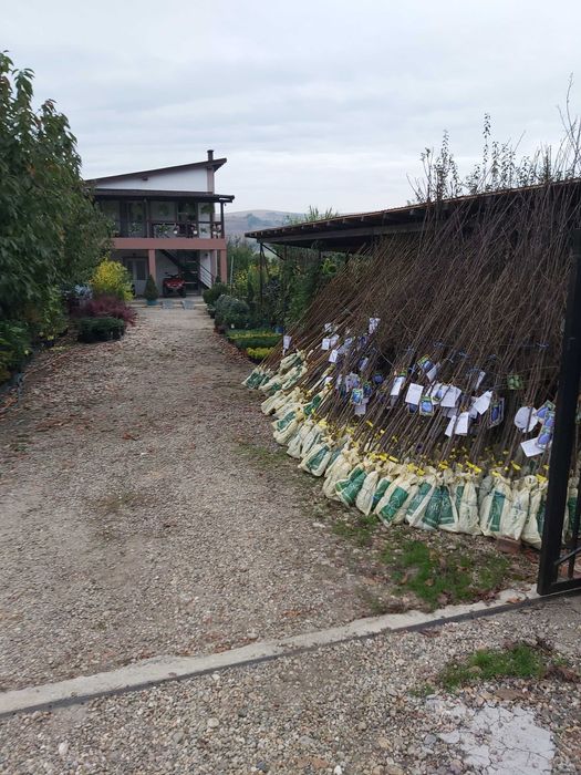 pomi fructiferi ambalati si certificati