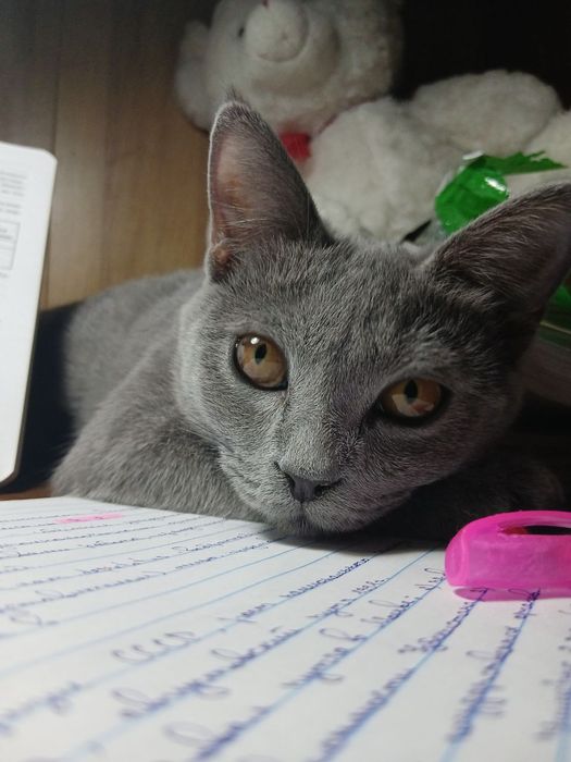 Продаётся  кошечка 
Продаётся великолепная кошка