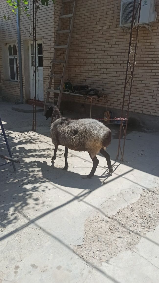 Казоки ку́й сотилади