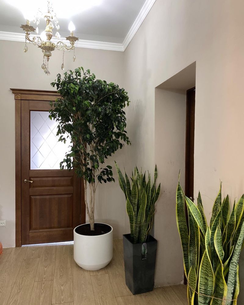 Фикус Робуста высокие комнатные цветы для офиса озеленение