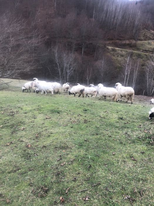 Vând oi breze de petrosani