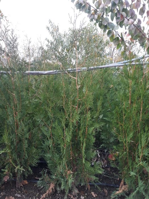 Biota tuia pt gard viu cat si pt infrumusetarea gradinii