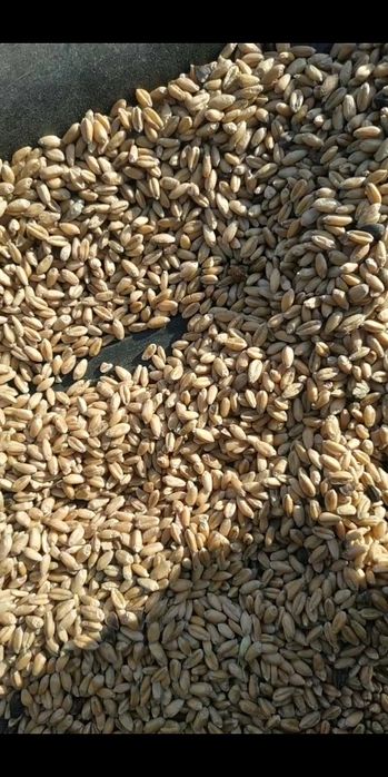 Бидай зерно пшеницы