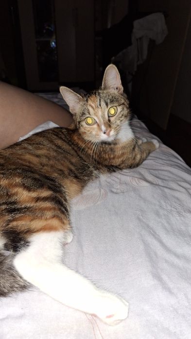 Отдам кошечку очень нежную