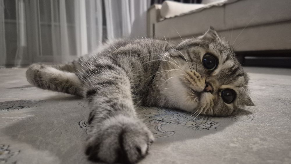 Кошка шотландская вислоухая Скоттиш фолд