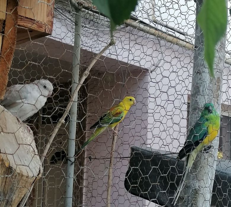 Vând papagali cântători