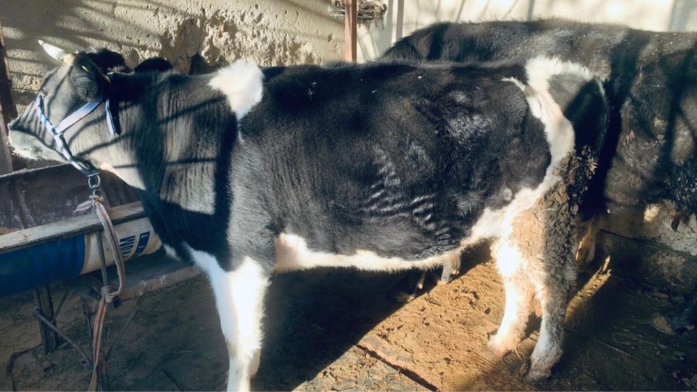 2 тума буаз сиыр сатылады