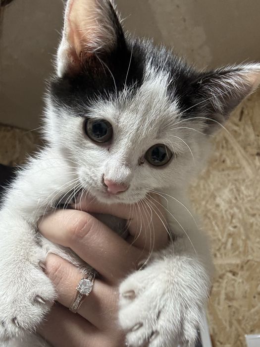 Малышка ищет дом