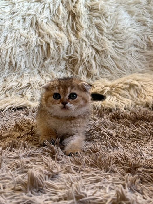Продаётся Чистокровный Шотландский залатистий шиншила