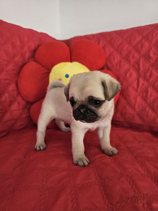 Pui femela pug,mops rasa pura cu pedigre