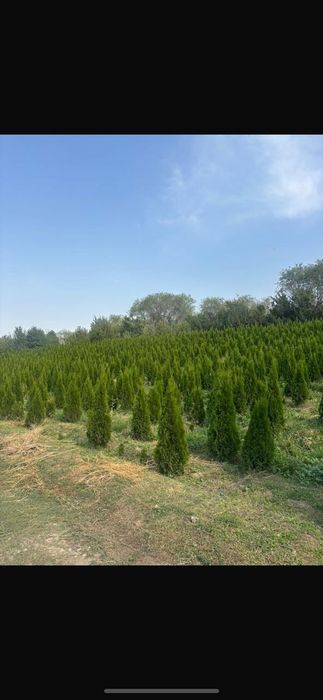 Туя Смарагд от 1м до 3м  доставка и посадка 

Описание:
Продаю