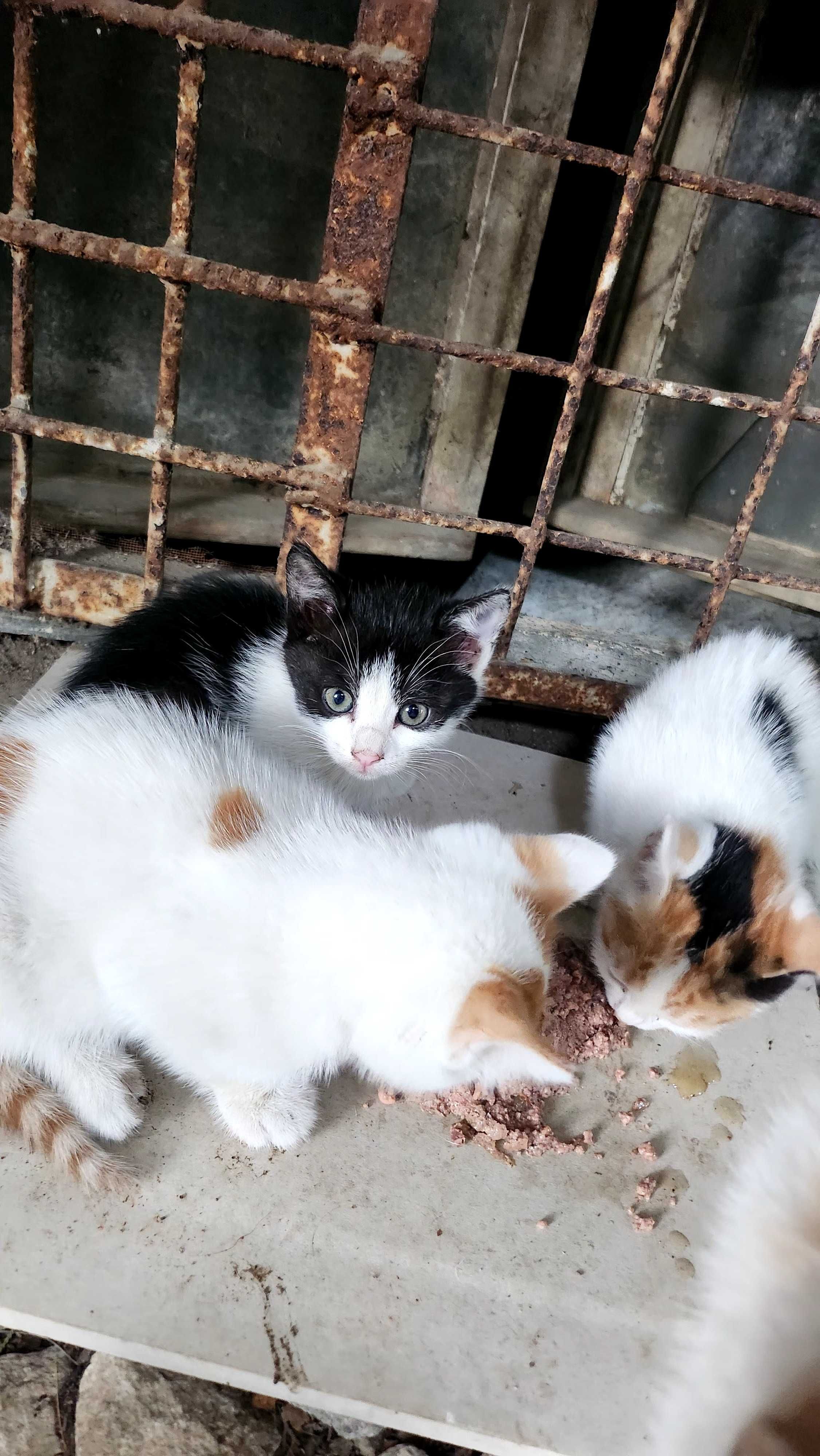Котета търсят дом