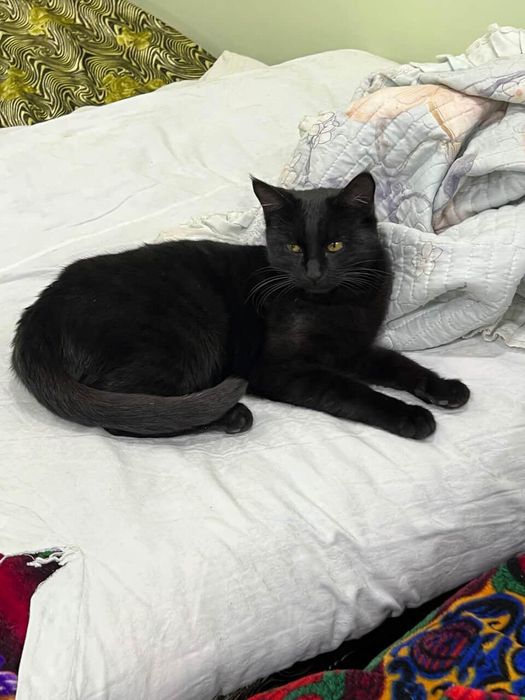 Отдам в хорошие руки