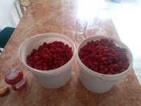 Продам малину местная