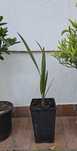 Палма Юбея Jubaea chilensis